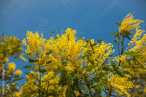 Yellow mimosa flowers on a background of blue sky in spring. Women's Day March 8th. Selective focus