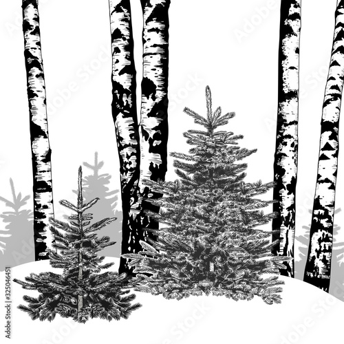 .Winter forest. Vector background with fir trees and birch trees. Hand drawn illustration of nature. Sketch.