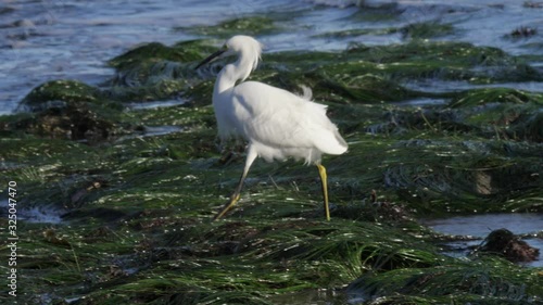 snowy egret is searching food at the californian coast