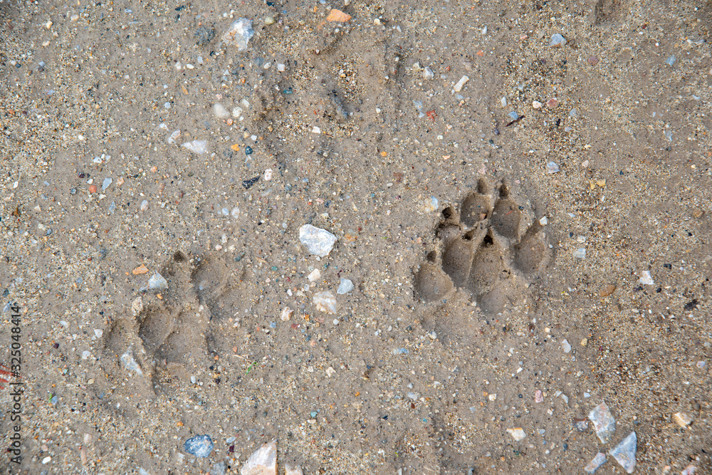 footprints in the mud footprints in the mud