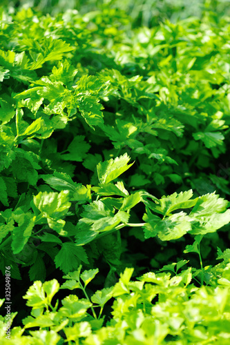 Wallpaper Mural Green celery in growth at vegetable garden Torontodigital.ca