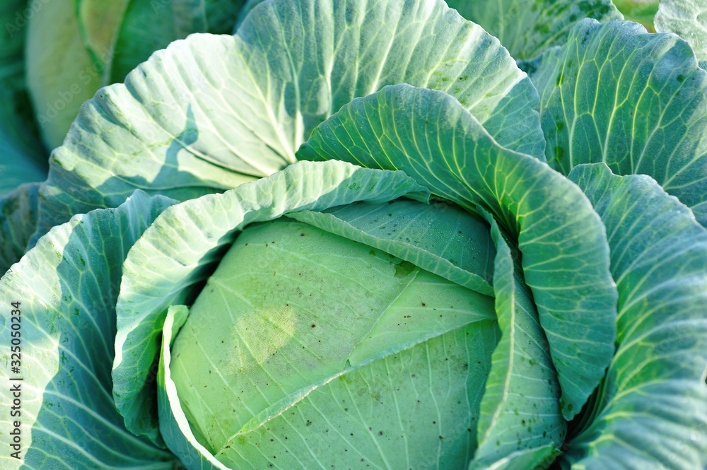 Obraz premium Green cabbage in growth at vegetable garden
