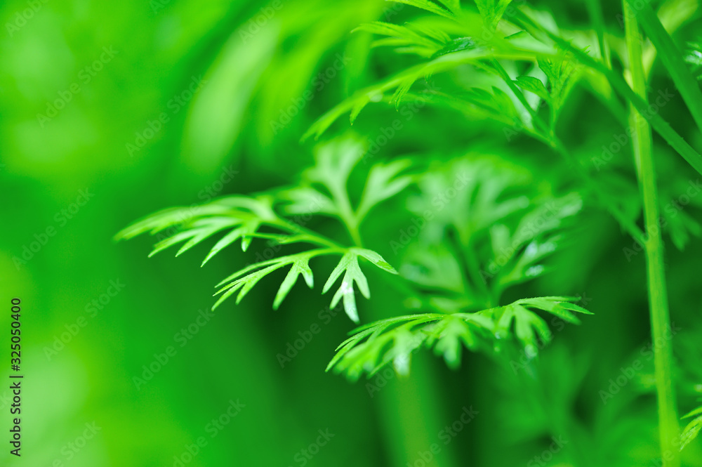 Green carrot plants in growth at vegetable garden Green carrot plants in growth at vegetable garden