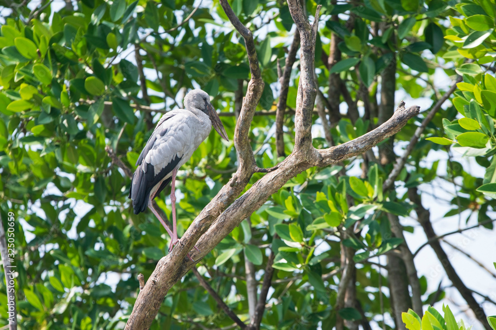 Wild Asian openbill stork stands on a tree branch in Sri Lanka forest Wild Asian openbill stork stands on a tree branch in Sri Lanka forest