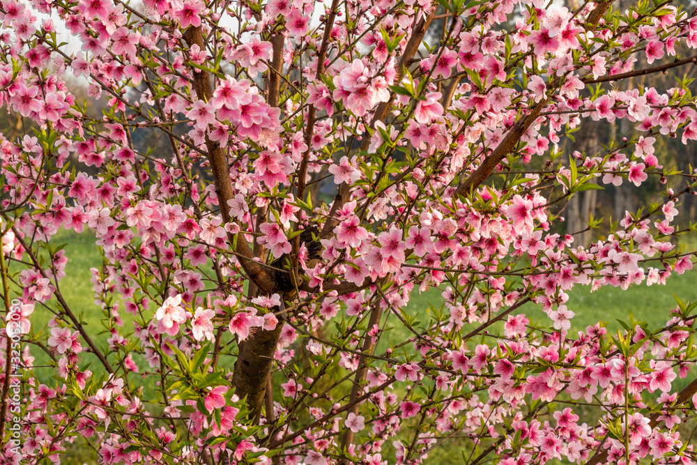 Beautiful peach tree flowers on green natual background Beautiful peach tree flowers on green natual background