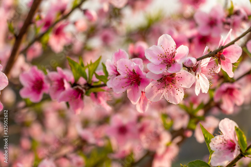 Beautiful peach tree flowers close-up on green nature blur background © Virender Singh