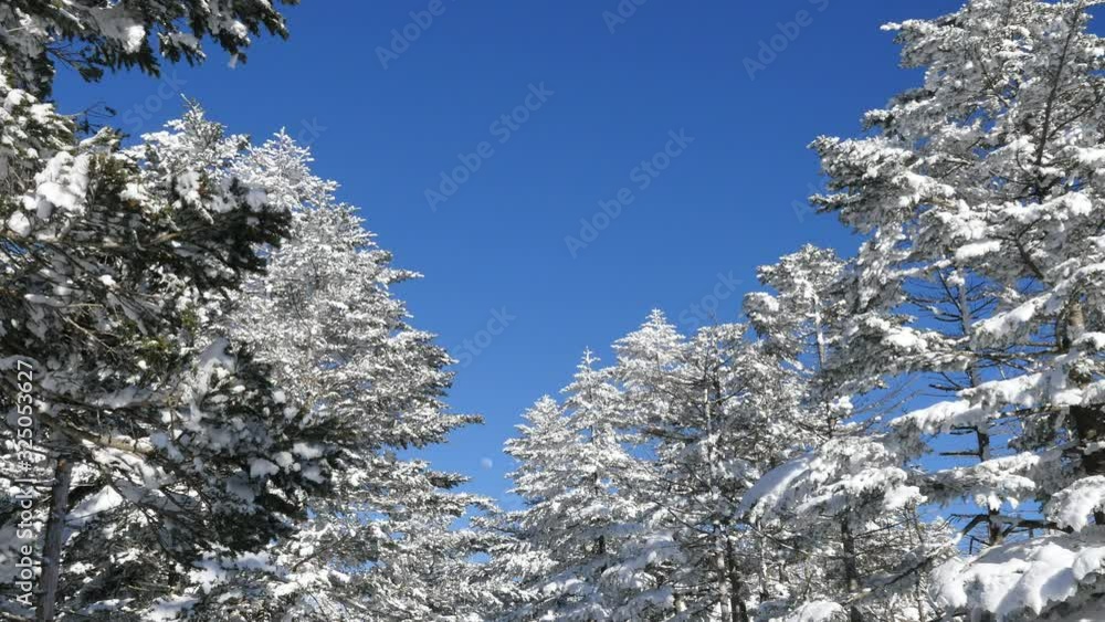 樹氷と月　北八ヶ岳　八ヶ岳中信高原国定公園　長野／日本