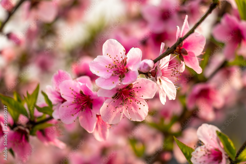 Beautiful peach tree flowers close-up on green nature blur background Beautiful peach tree flowers close-up on green nature blur background