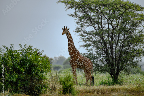 Reticulated giraffe in Meru NP  Kenya