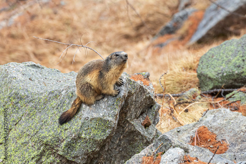 marmotta nel parco nazionale del Gran Paradiso