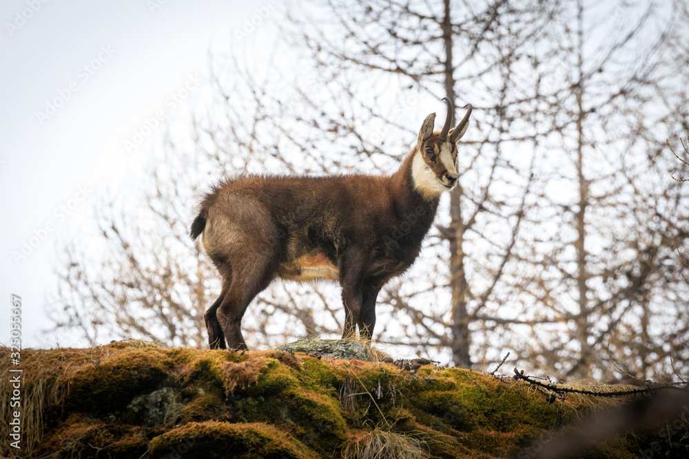 camoscio nel parco nazionale del Gran Paradiso camoscio nel parco nazionale del Gran Paradiso