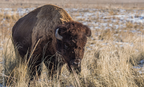 Un bison dans le parc Antelope Island, à coté de Salt Lake City