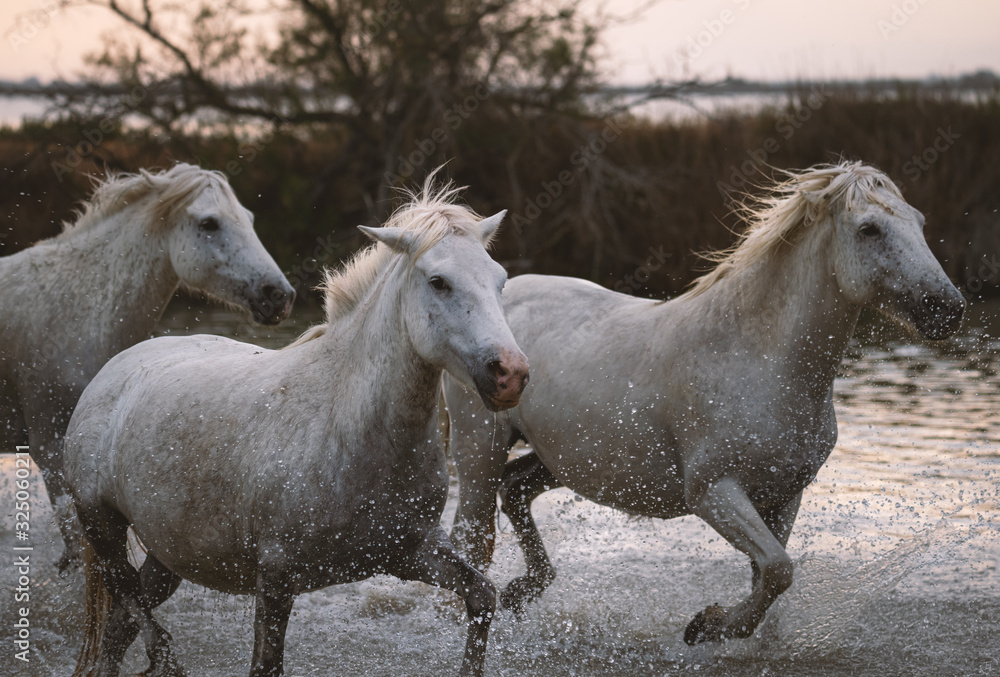 Obraz premium White horses