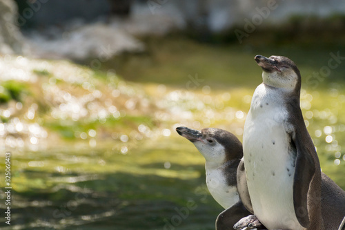 Cute Humboldt Penguins (Spheniscus Humboldt) enjoying themselves in their natural environment, sunny day