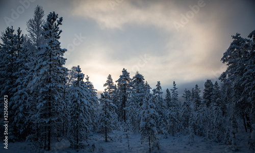 Winter forest © Hkan