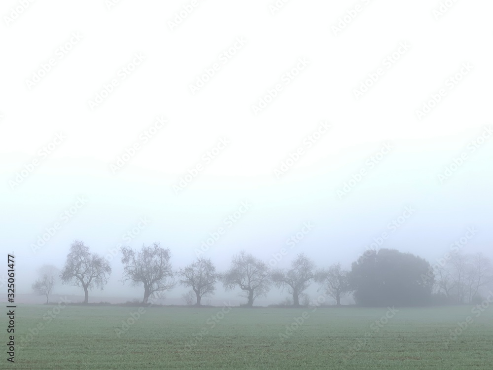 tree in fog tree in fog
