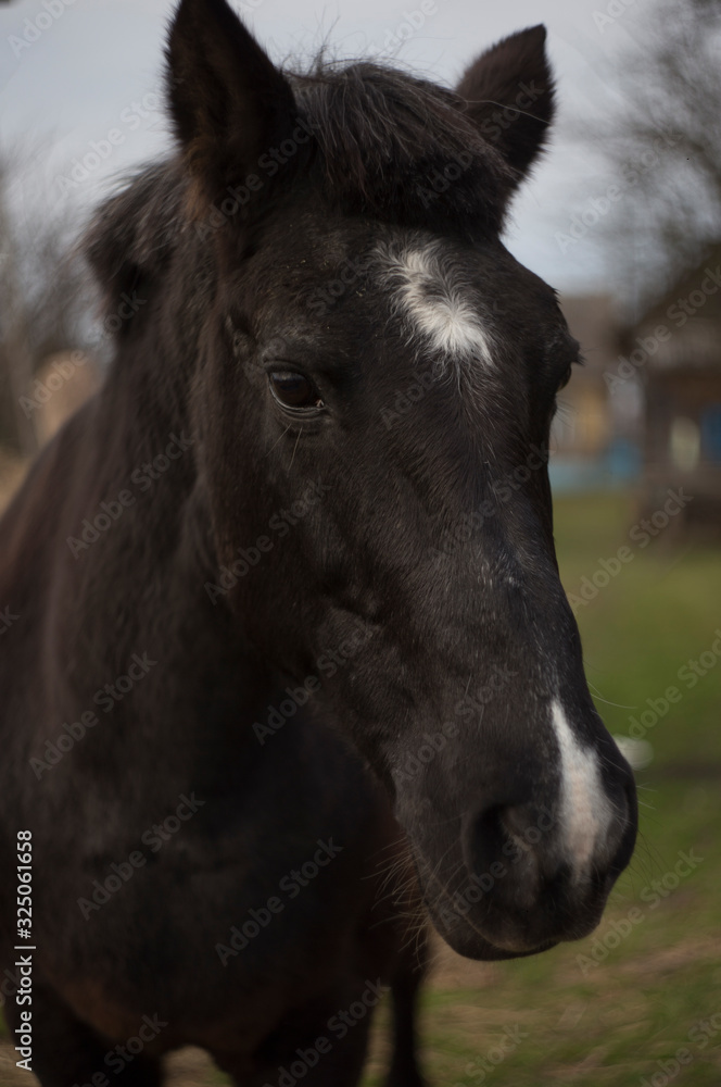 The face of the horse is dark in color with white spots on the face and fluffy ears. The face of the horse is dark in color with white spots on the face and fluffy ears.