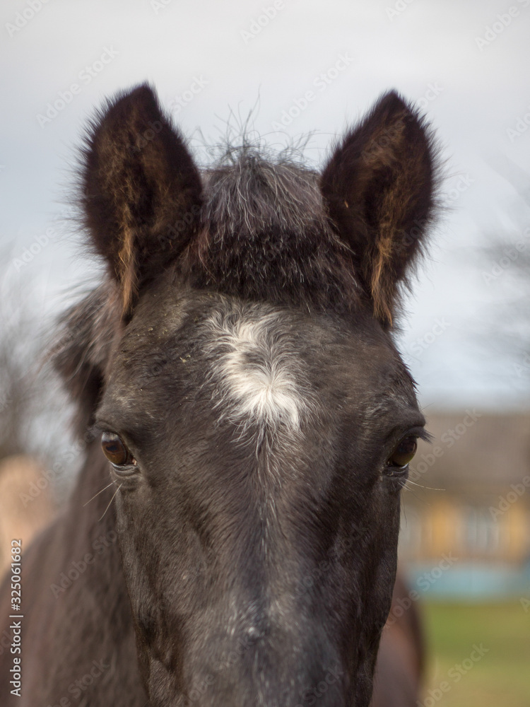 Obraz premium Big fluffy ears of a brown horse close-up.