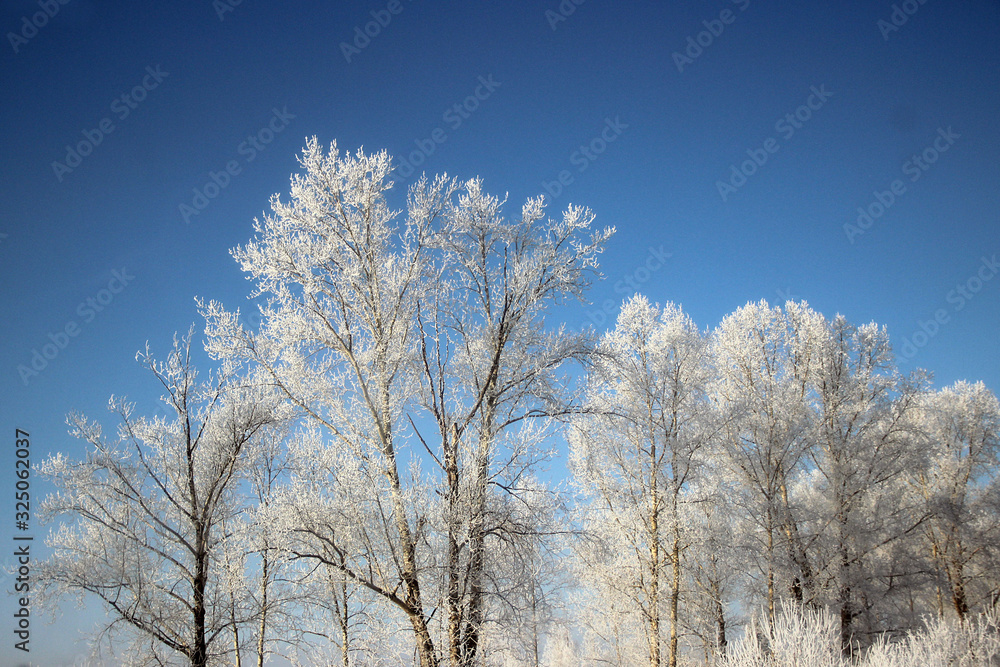 Clear winter day. Clear frosty deep blue sky. The snow sparkles on tree branches so brightly that it hurts the eyes.