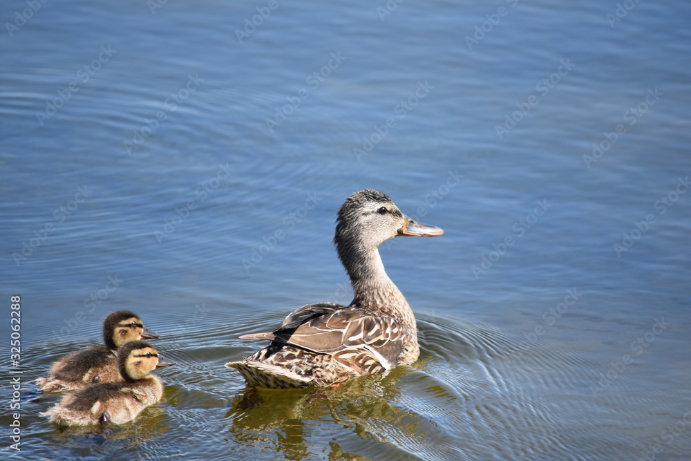 Mother mallard swimming with little ducklings. Mallard family. Mother mallard swimming with little ducklings. Mallard family.