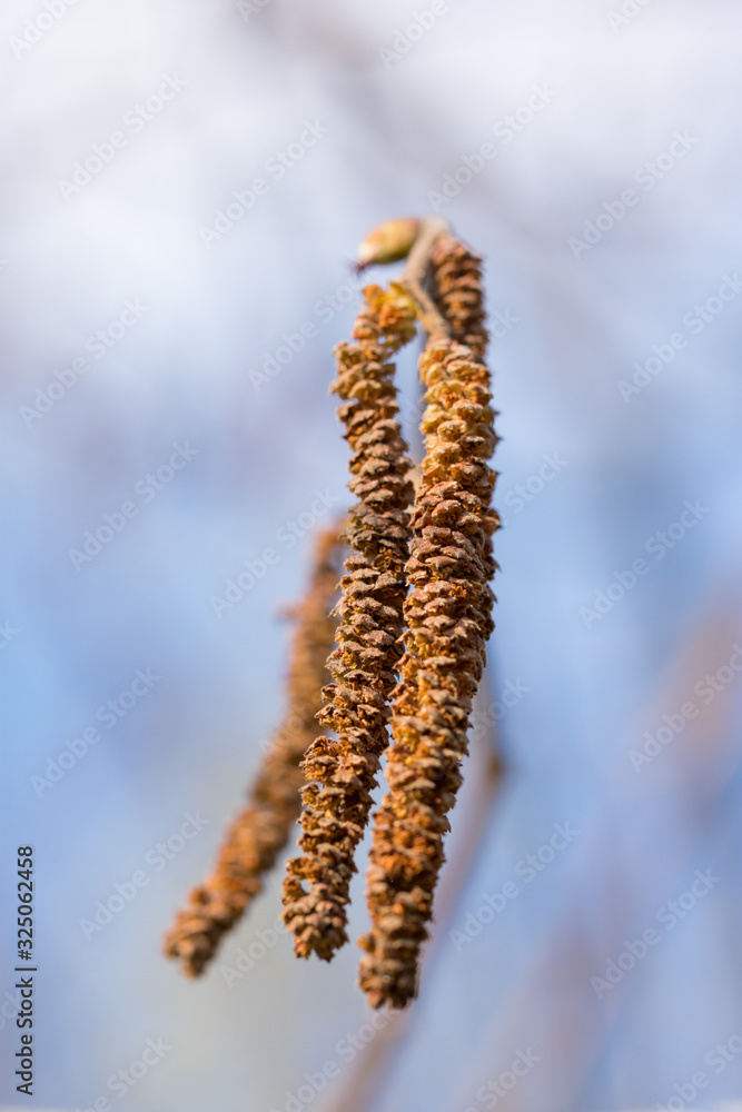 Macro of brown birch catkin blue background Macro of brown birch catkin blue background