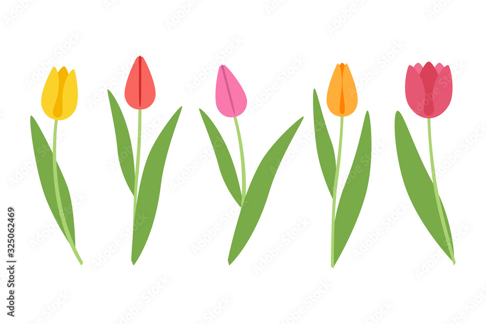 Obraz premium Colored tulips on a white background. Colorful flowers for your design. 