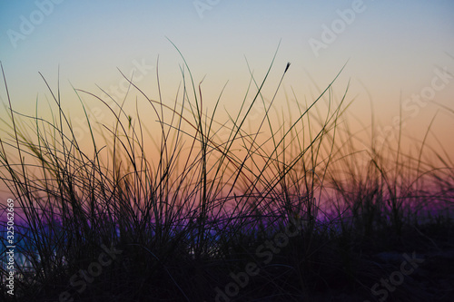 Grass silhouette in orange sunset light