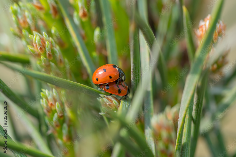 Obraz premium Two red ladybugs (Coccinellidae) mating on pine needle macro