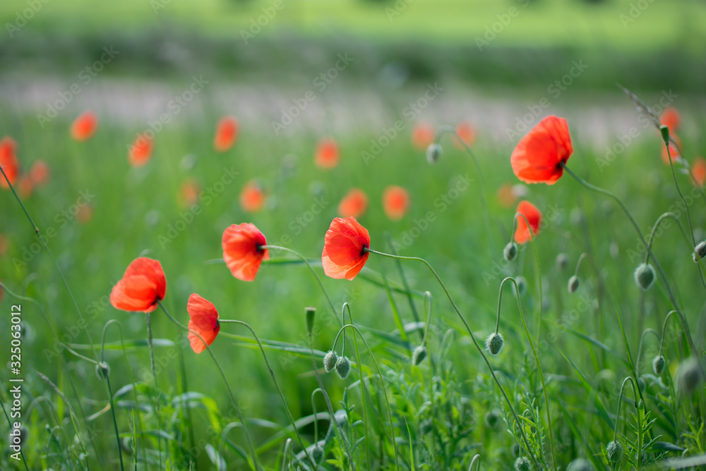 Obraz premium Red poppy field with green grass