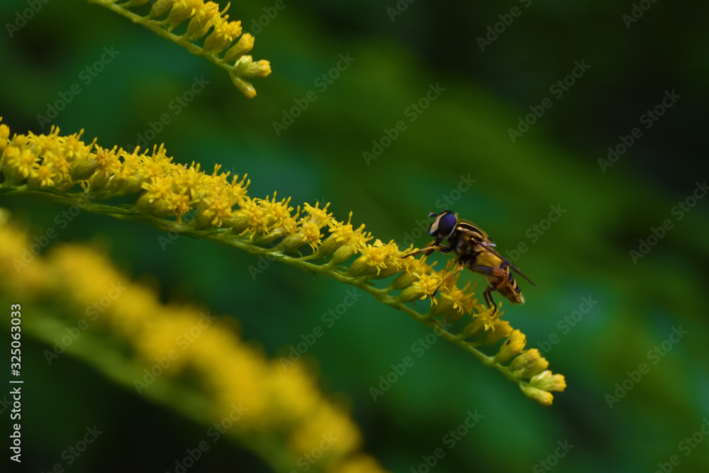 A hoverfly standing on a beautiful yellow flower green background A hoverfly standing on a beautiful yellow flower green background