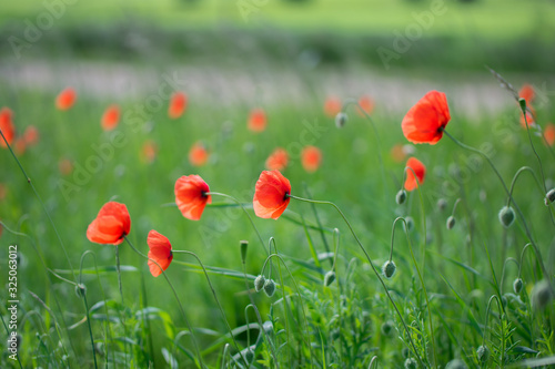 Red poppy field with green grass