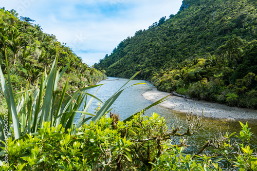 Rainforest with Palm and River New Zealand