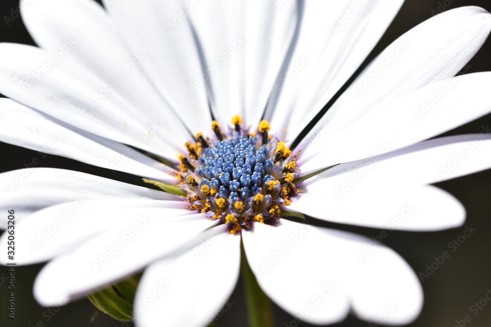 Fototapeta premium Blue disc African daisy with white petals