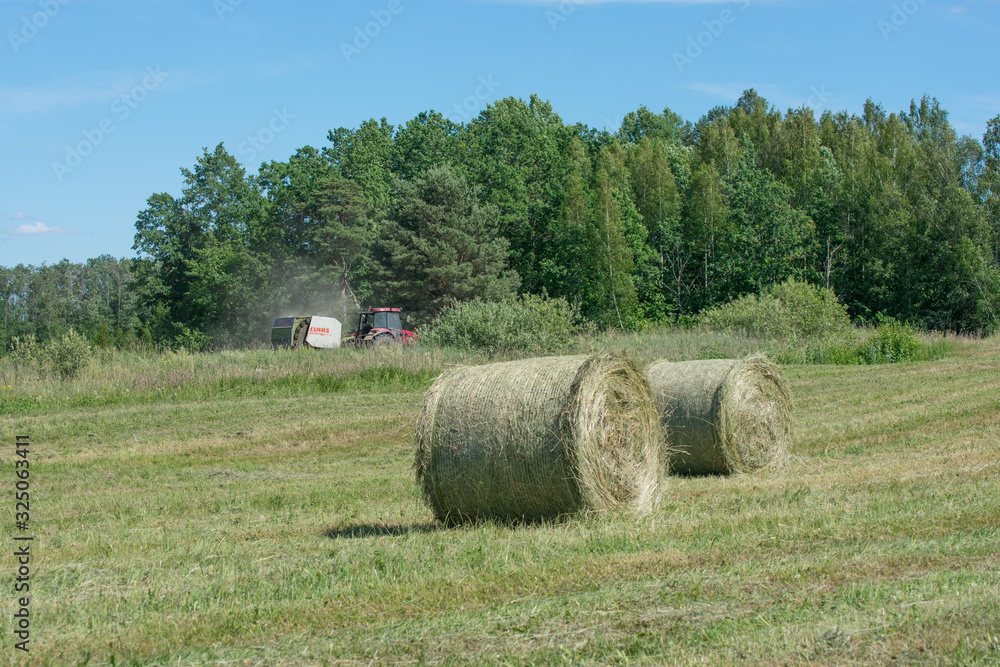 Green hay bale rolls in a mown meadow tractor in background