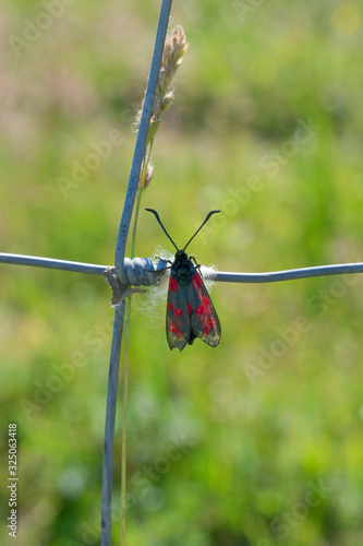 Cinnabar moth (Tyria jacobaeae) sitting on metal fence with green meadow in background macro