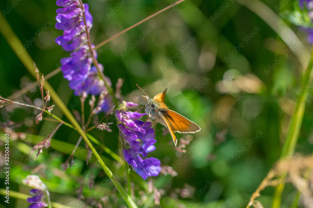 Brown butterfly sitting on a purple flower in colorful meadow Brown butterfly sitting on a purple flower in colorful meadow