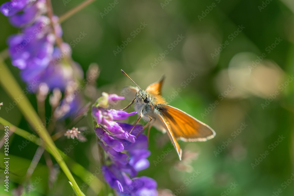 Brown butterfly sitting on a purple flower in colorful meadow Brown butterfly sitting on a purple flower in colorful meadow