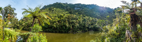 Rainforest with Palm and River New Zealand