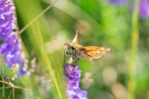 Brown butterfly sitting on a purple flower in colorful meadow