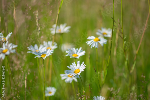 Beautiful Daisy Flowers In Colorful Meadow