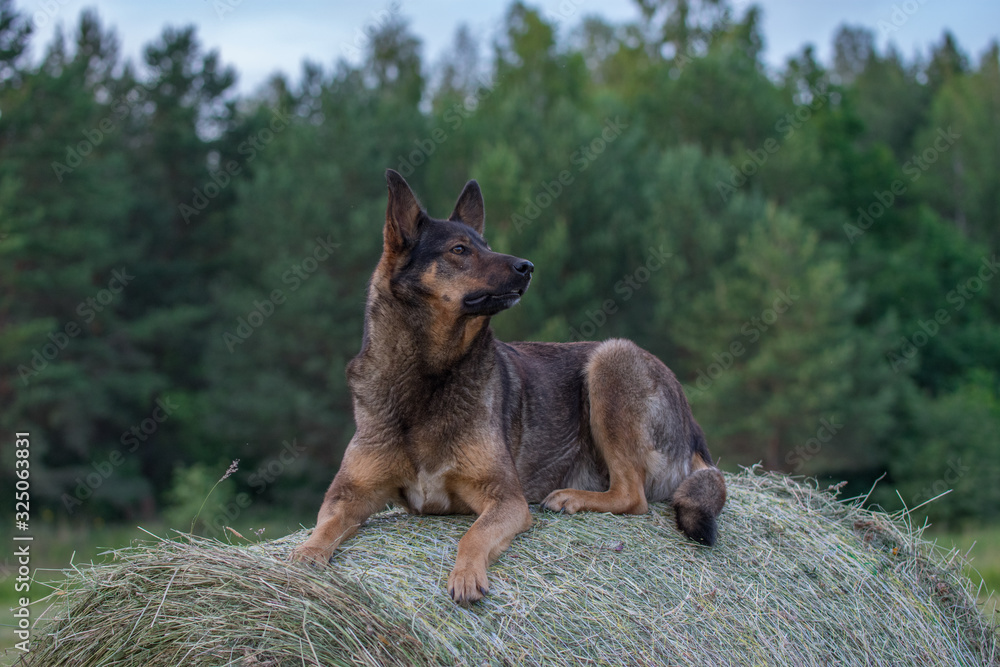 German Shepherd dog sitting on a hay roll German Shepherd dog sitting on a hay roll