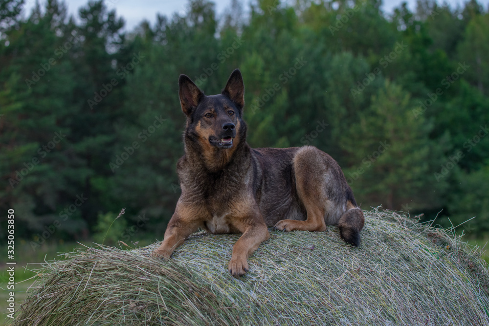 German Shepherd dog sitting on a hay roll German Shepherd dog sitting on a hay roll
