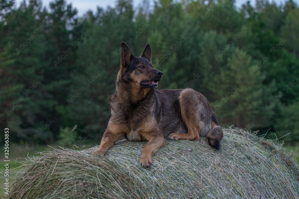 Naklejka premium German Shepherd dog sitting on a hay roll