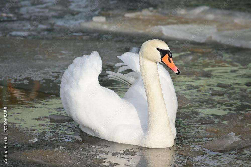 Beautiful white mute swan swimming in icy water Beautiful white mute swan swimming in icy water
