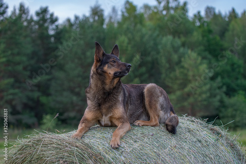 German Shepherd dog sitting on a hay roll