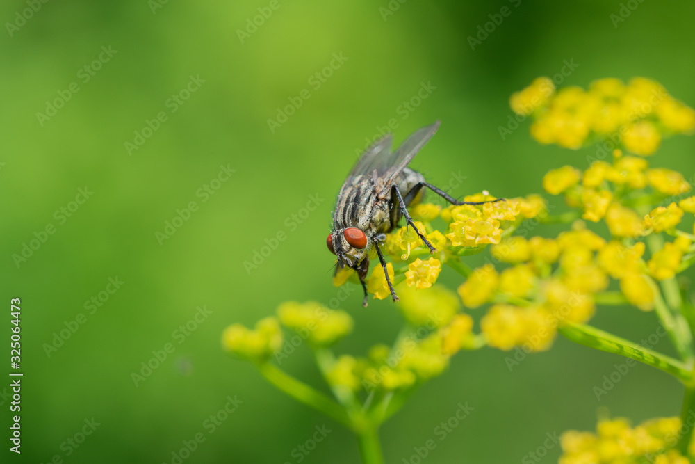 Fly sitting on a yellow dill flower green background Fly sitting on a yellow dill flower green background