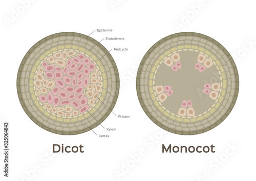 root vector / monocot and dicot stem / infographic