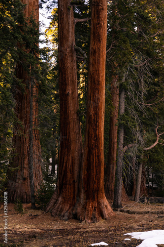 Sequoias in Sequoia National Park  California  United States.