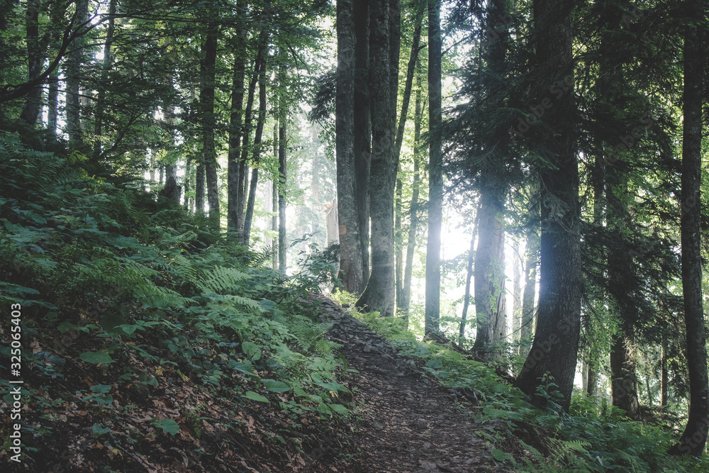 Obraz premium Trail in the relic forest of the North Caucasus