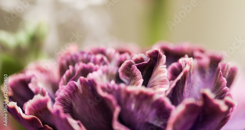 Abstract floral background, purple carnation flower. Macro flowers backdrop for holiday brand design